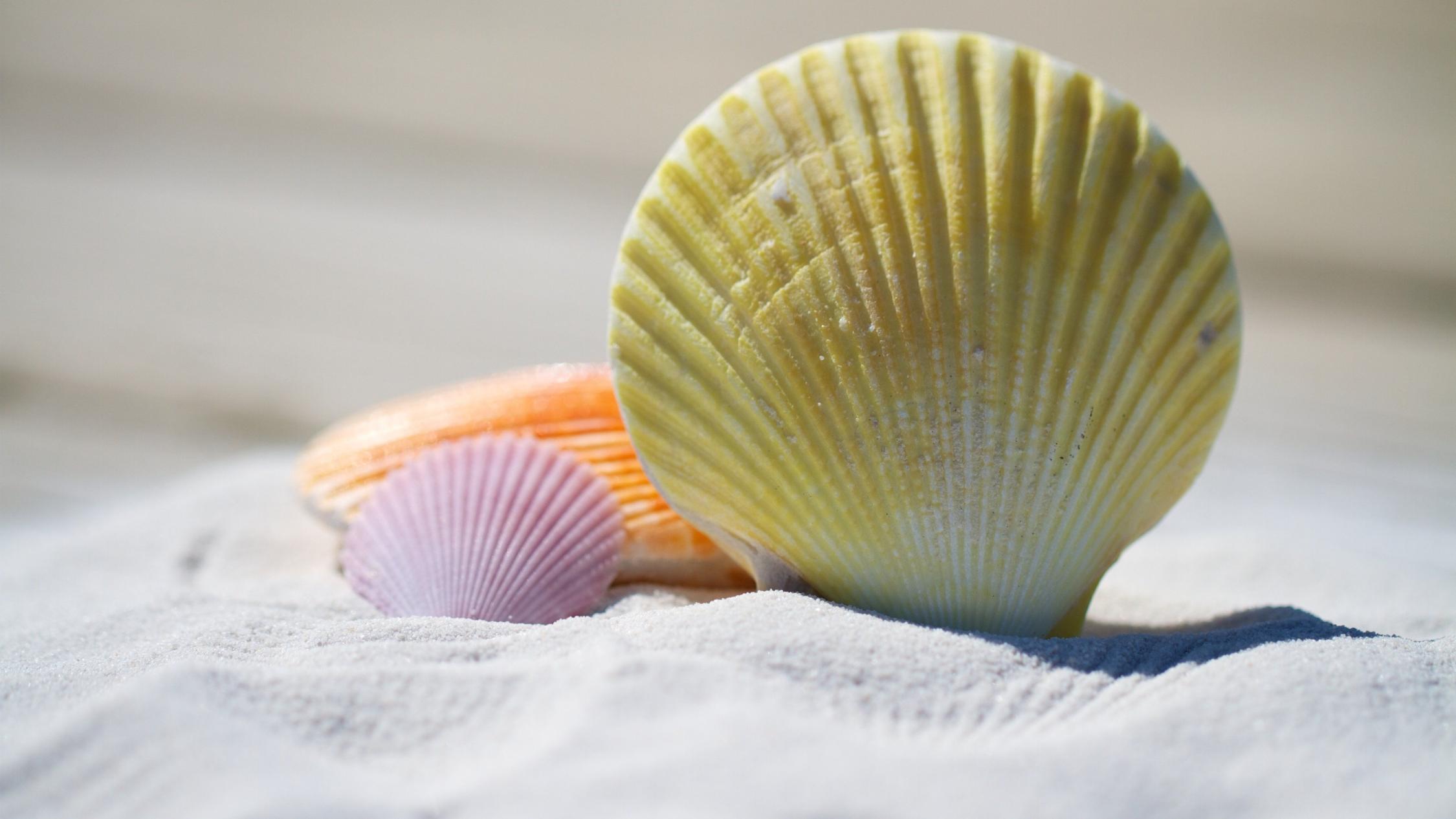 Bild Ferienordnung julesroman-shells-792912